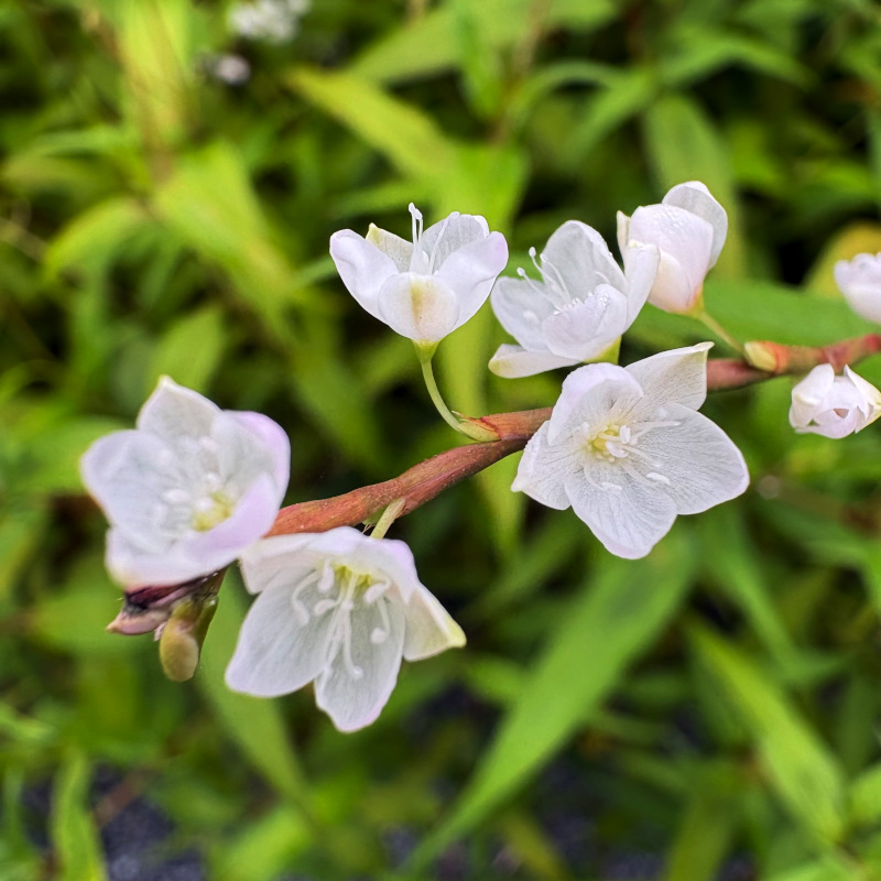 ผักไผ่