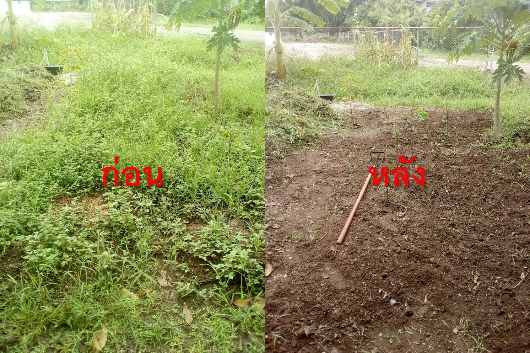 จอบมังกรถางหญ้า