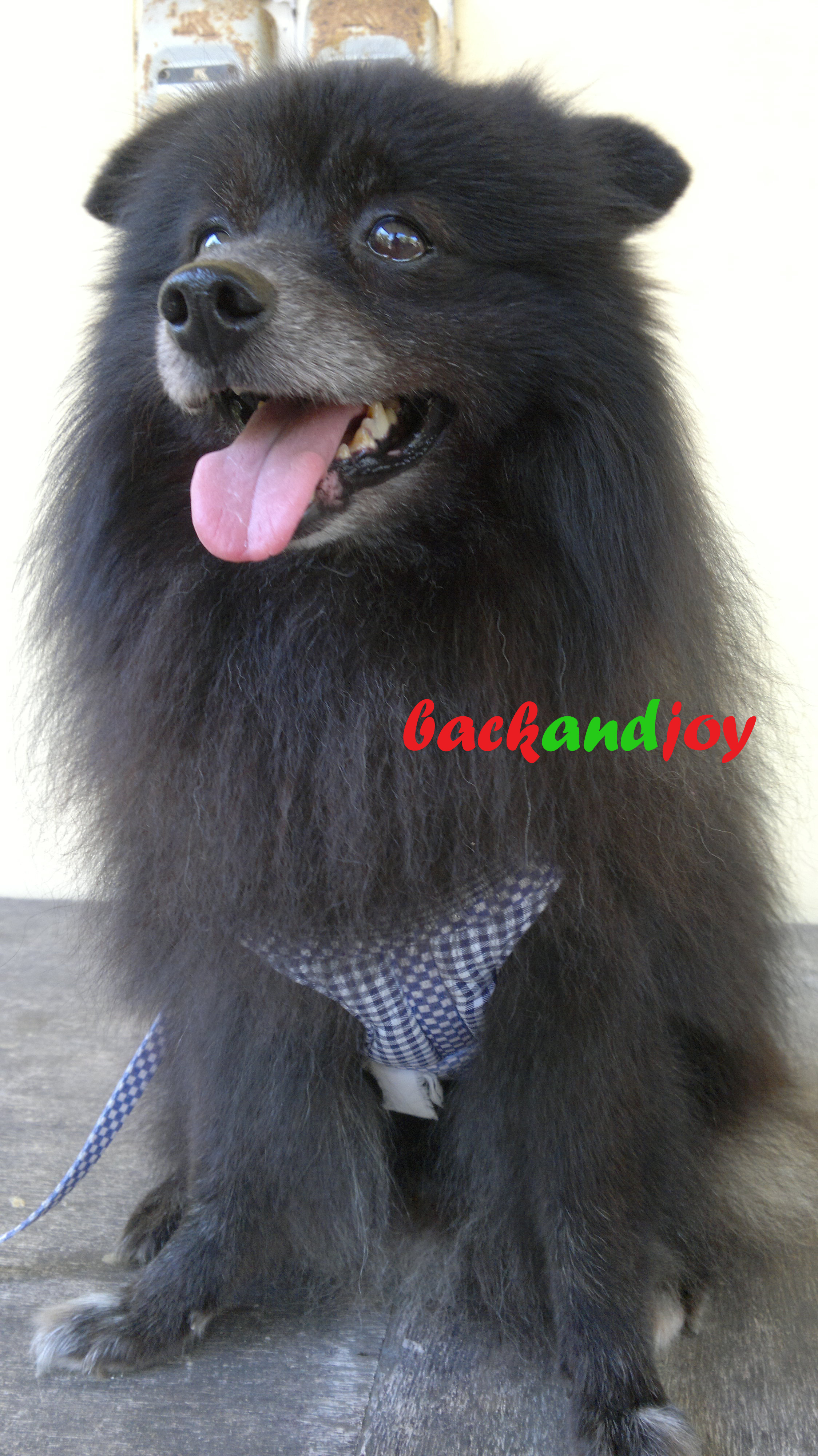 backandjoy