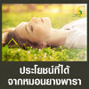 ประโยชน์ที่ได้จากหมอนยางพารา