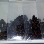 เมล็ดดอกอัญชันกลีบซ้อน