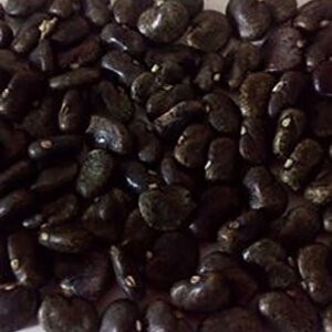 เมล็ดอัญชันกลีบซ้อน