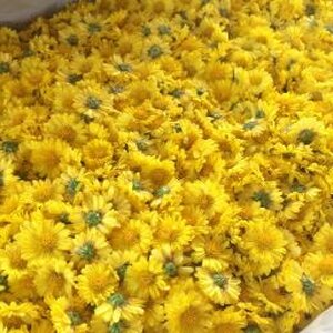 ดอกเก๊กฮวย